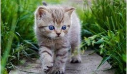 娱乐吃瓜小猫咪小说免费阅读,揭秘娱乐圈幕后风云