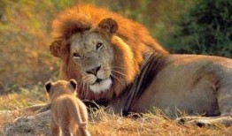 搞笑爆料动物狮子视频,草原霸主也有“萌”时刻