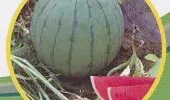 山南网红吃瓜事件,揭秘网络舆论背后的真相与争议