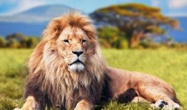 搞笑爆料动物狮子视频,草原霸主也有“萌”时刻