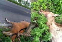新飞宠麋鹿爆料视频,揭秘神秘宠物背后的故事