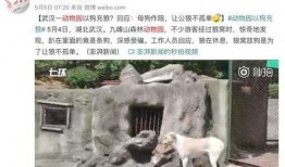 新飞宠麋鹿爆料视频,揭秘神秘宠物背后的故事