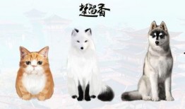 最新宠物爆料网,萌宠界的秘密生活大公开！