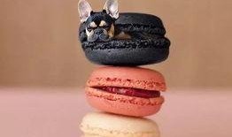 吃鸡爆料马卡龙视频下载,马卡龙视频下载背后的秘密