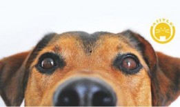 最新宠物爆料网,萌宠界的秘密生活大公开！