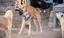 晚秋爆料二狗视频,二狗视频背后的惊人真相