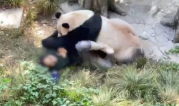 重庆动物园爆料新闻视频,神秘动物亮相，揭秘背后故事