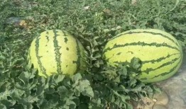 山南网红吃瓜事件,揭秘网络舆论背后的真相与争议