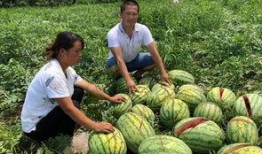 山南网红吃瓜事件,揭秘网络舆论背后的真相与争议