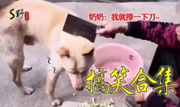 搞笑熊孩子爆料视频合集,童言无忌，笑料百出