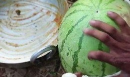 最近的网红吃瓜视频在哪看,最新热门内容汇总