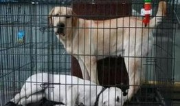 最新宠物爆料网,萌宠界的秘密生活大公开！