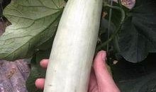 最近的网红吃瓜视频在哪看,最新热门内容汇总