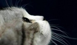 娱乐吃瓜小猫咪小说免费阅读,揭秘娱乐圈幕后风云