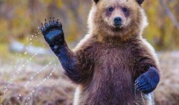 南阳小灰熊爆料事件最新,真相与争议交织的动物保护风波